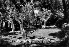 Chajara